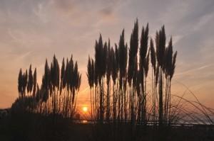 里海公園夕陽006