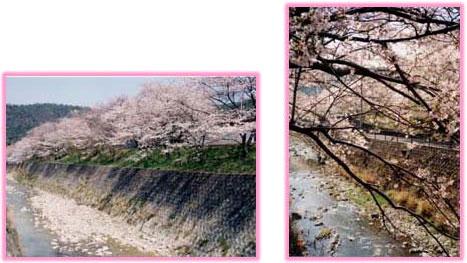 山中渓の桜