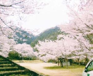 鳥取池緑地桜の園
