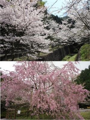 わんぱく王国 桜