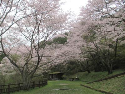 中央から入り口付近の桜