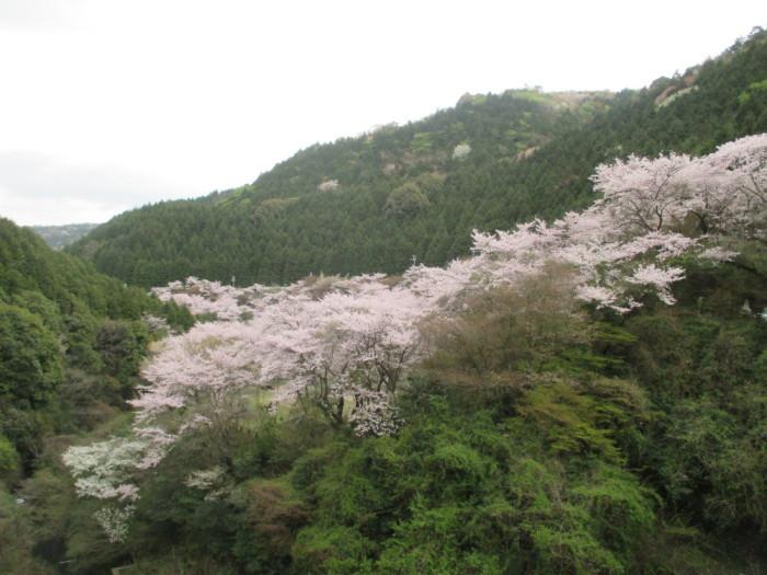 鳥取ダムからの桜の園