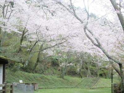 入口付近から満開の桜