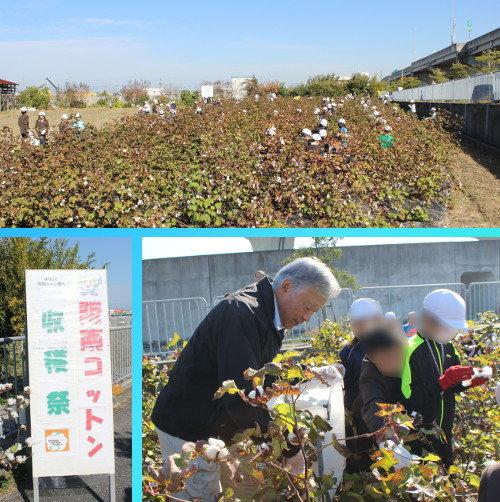 阪南コットンファームで綿花を収穫する東鳥取小学校の子どもたちと市長の遠景と近景
