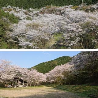 桜満開の桜の園の上からと下からの写真