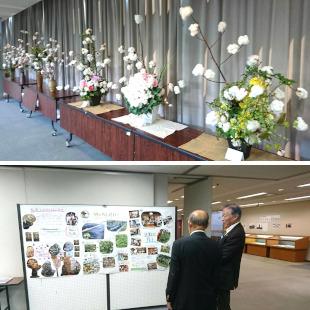 数多く展示された棉の木の活け花と説明を受ける水野市長
