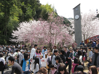 2010山中渓桜祭り風景１