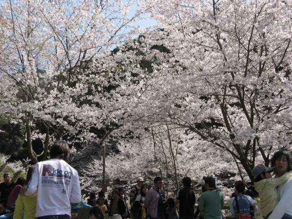 2010年山中渓桜祭り風景３