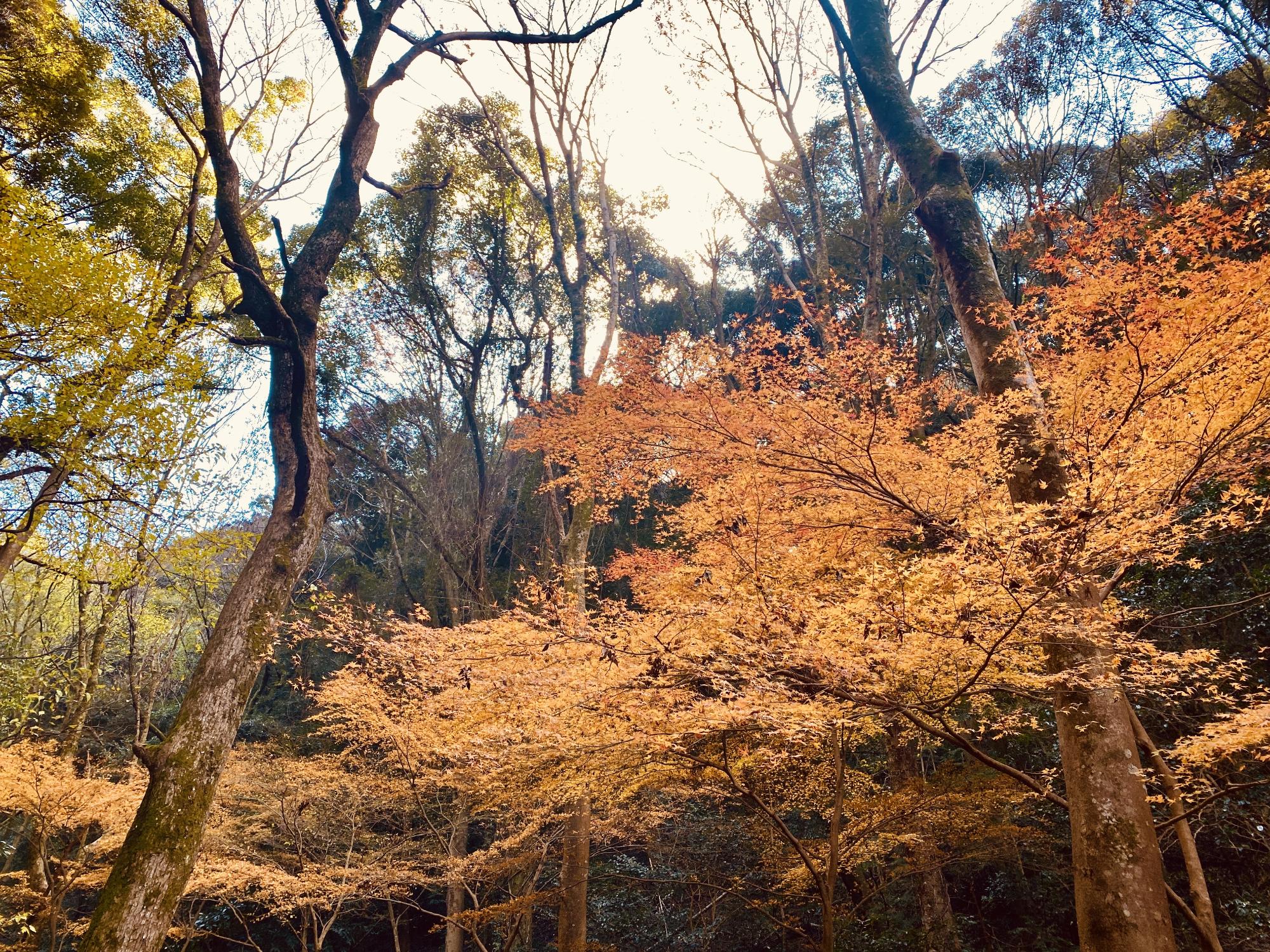 わんぱく王国の紅葉