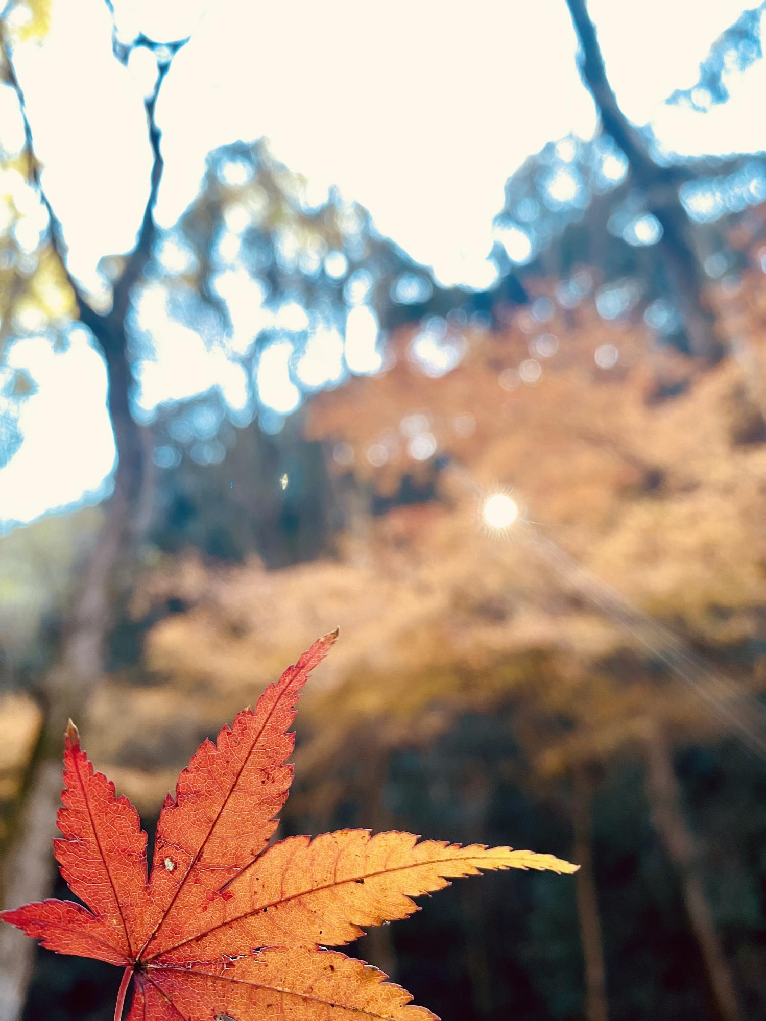 わんぱく王国の紅葉