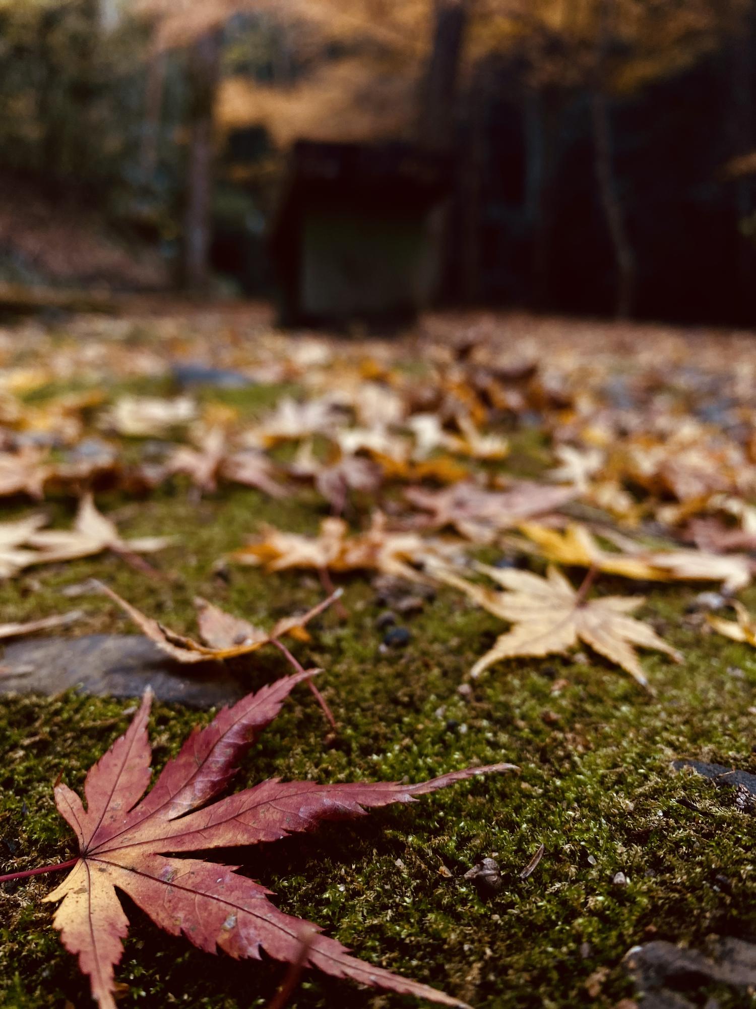 わんぱく王国の紅葉