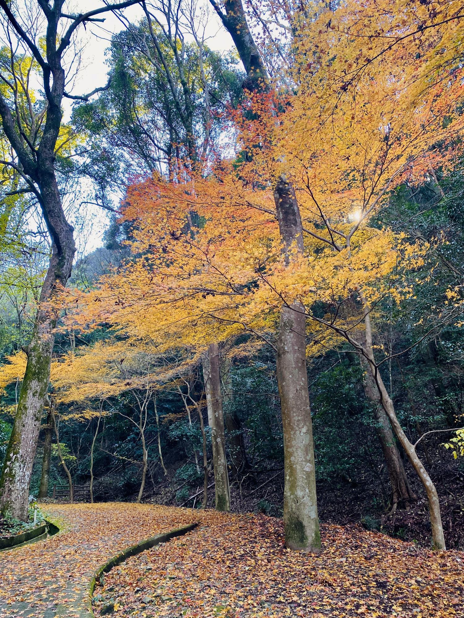 わんぱく王国の紅葉