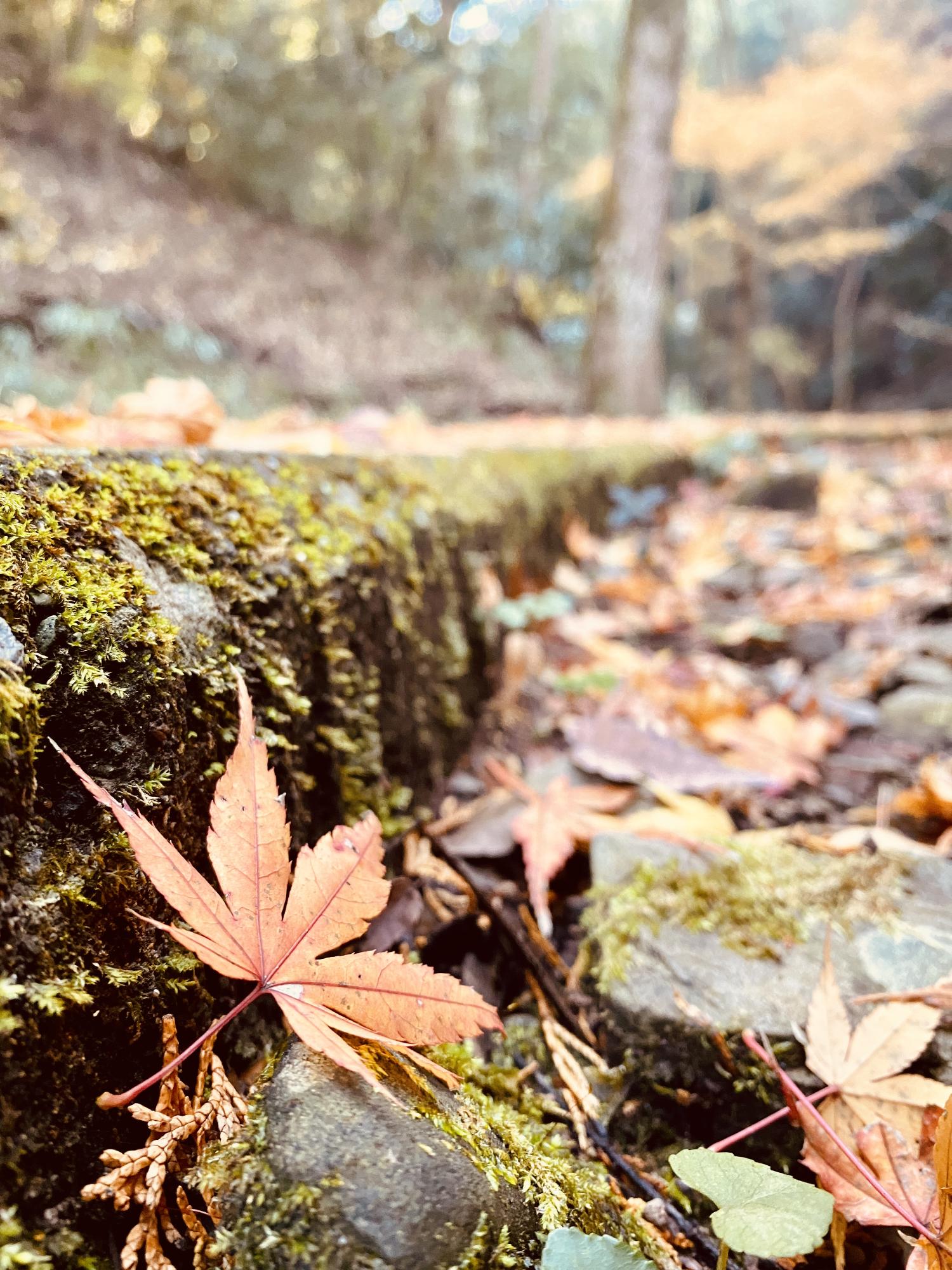 わんぱく王国の紅葉