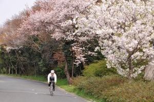 里海公園2_桜