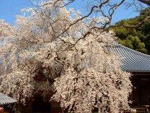 地福寺の枝垂れ桜
